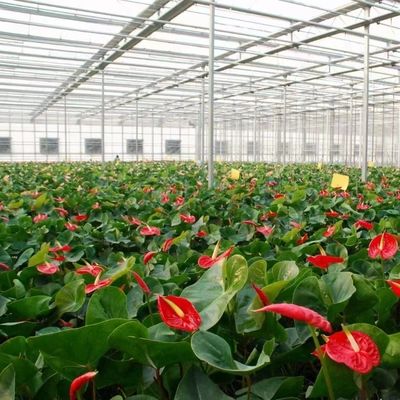 Serre en verre à double couche et à toit de type Venlo pour la culture hydroponique de légumes
