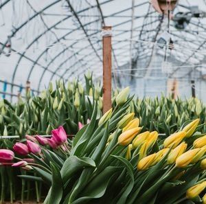 Système hydroponique Juxiang à longue étendue Serre d'humidité pour fleurs Retour des restitutions