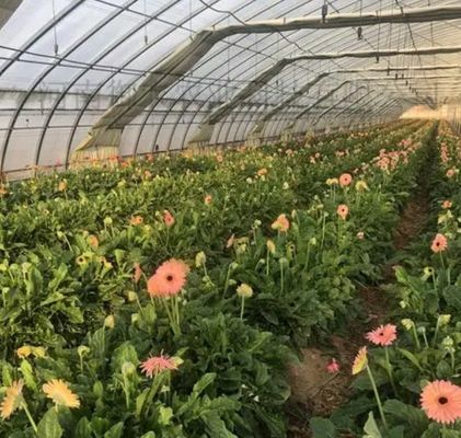 Système hydroponique Juxiang à longue étendue Serre d'humidité pour fleurs Retour des restitutions
