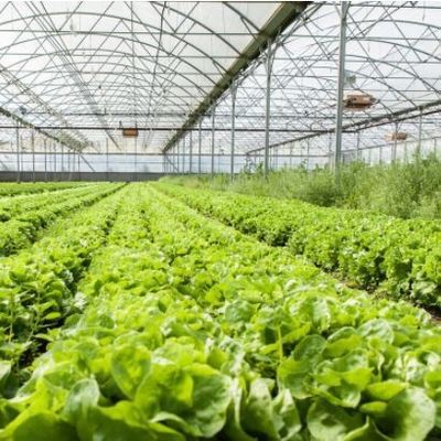 Système hydroponique Juxiang à longue étendue Serre d'humidité pour fleurs Retour des restitutions
