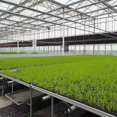 Serre à haute humidité contrôlée à plusieurs étages de type Venlo pour semis hydroponiques
