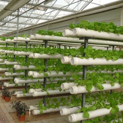 Serre à haute humidité contrôlée à plusieurs étages de type Venlo pour semis hydroponiques