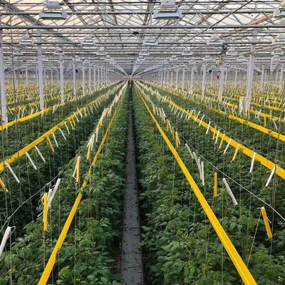 Origine Serre en verre végétale et florale avec méthode de culture hydroponique