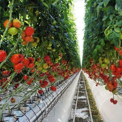 20000,000 kg de paquetage Poids brut Serre à film anti-goutte à goutte pour la culture des légumes