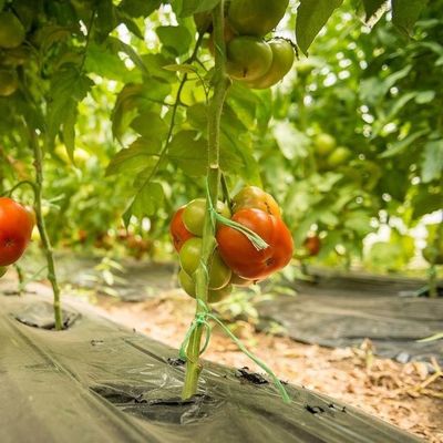 20000,000 kg de paquetage Poids brut Serre à film anti-goutte à goutte pour la culture des légumes