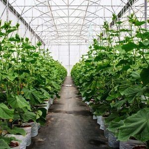 20000,000 kg de paquetage Poids brut Serre à film anti-goutte à goutte pour la culture des légumes