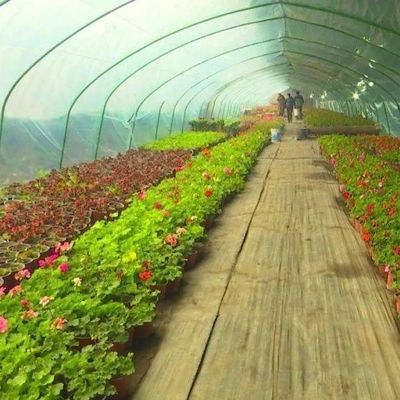 1209cm * 235cm * 239cm Taille du colis Serre pour la ferme de tomates et de concombres Paiement intégral