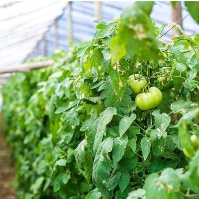 1209cm * 235cm * 239cm Taille du colis Serre pour la ferme de tomates et de concombres Paiement intégral