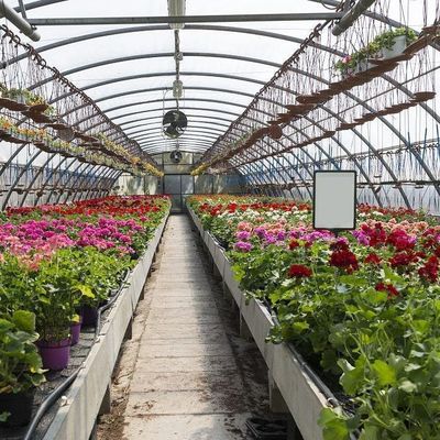 1209cm * 235cm * 239cm Taille du colis Serre pour la ferme de tomates et de concombres Paiement intégral