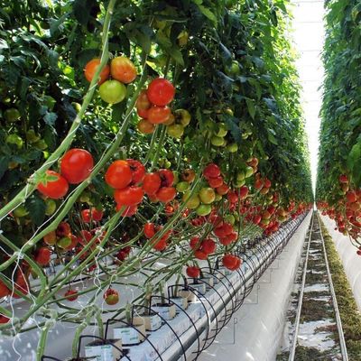 1209cm * 235cm * 239cm Taille du colis Serre pour la ferme de tomates et de concombres Paiement intégral
