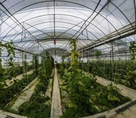 Serre hydroponique de culture de tomates à une seule plaque pour le marché de l'aquaculture