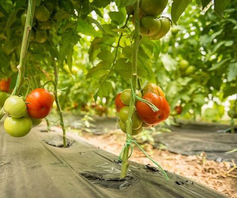Serre hydroponique de culture de tomates à une seule plaque pour le marché de l'aquaculture