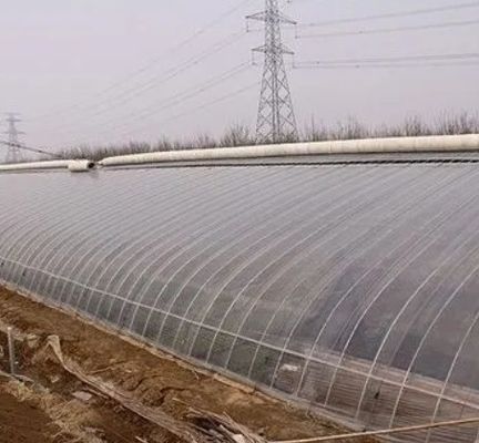Serre hydroponique de culture de tomates à une seule plaque pour le marché de l'aquaculture