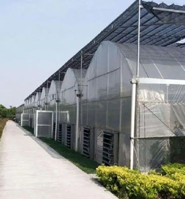 Serre hydroponique de culture de tomates à une seule plaque pour le marché de l'aquaculture