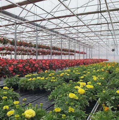 Serre à arc unique pour la culture des fleurs