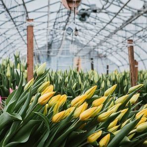 Serre à arc unique pour la culture des fleurs