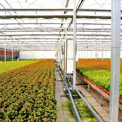 Serre en verre Venlo pour légumes Toiture en forme de toit 30 jours Retour de remboursement