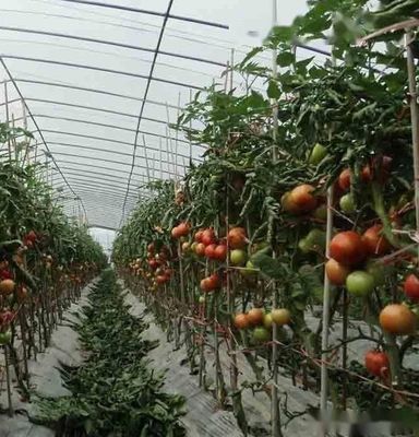 Serre à pellicule de toit en arc de chauffage temporaire pour la culture de tomates et de concombres