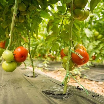 Serre à pellicule de toit en arc de chauffage temporaire pour la culture de tomates et de concombres