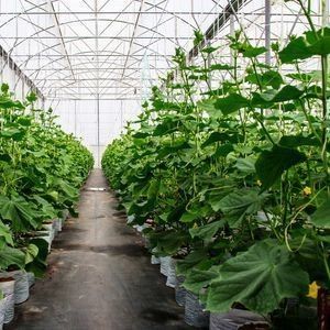 Serre hydroponique à double arc à poivre et à fleurs avec forme de toiture à plusieurs étendues
