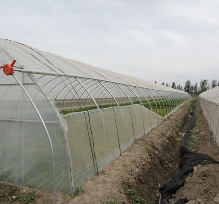 Serre hydroponique à double arc à poivre et à fleurs avec forme de toiture à plusieurs étendues
