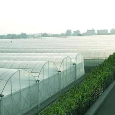 Serre hydroponique à double arc à poivre et à fleurs avec forme de toiture à plusieurs étendues