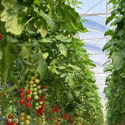 Serre en verre à longue portée de Venlo avec coût d'expédition et délai de livraison prévu