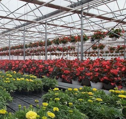 Serre à double arc pour la culture de tomates Paiement initial et culture sans sol