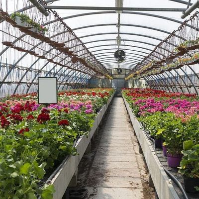 Serre à double arc pour la culture de tomates Paiement initial et culture sans sol