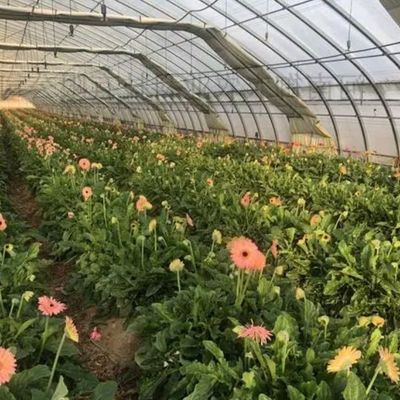 Serre à double arc pour la culture de tomates Paiement initial et culture sans sol