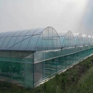 Serre à double arc pour la culture de tomates Paiement initial et culture sans sol