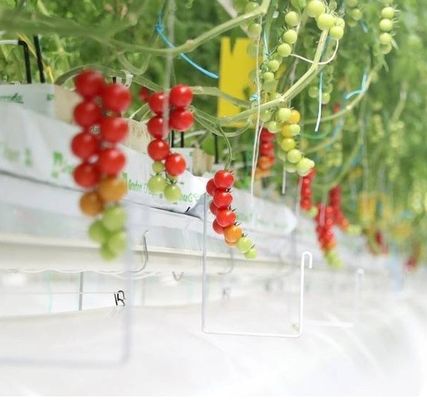 Système hydroponique antigouttes-brouillard adapté à l'hivernage des volailles et du bétail