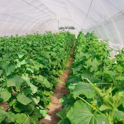 Système hydroponique antigouttes-brouillard adapté à l'hivernage des volailles et du bétail