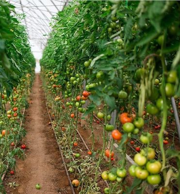 Système hydroponique antigouttes-brouillard adapté à l'hivernage des volailles et du bétail