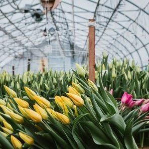 Système hydroponique antigouttes-brouillard adapté à l'hivernage des volailles et du bétail