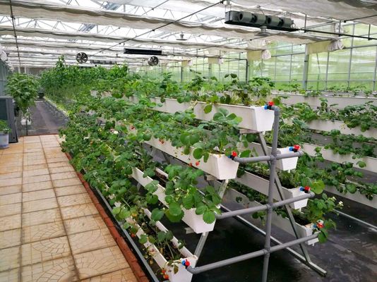 Installation de plantation à température contrôlée par Juxiang et solution de plantation abordable