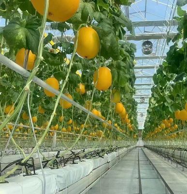 Méthode de culture hydroponique PC Planche de jardin Fleur de soleil Serre pour le Canada