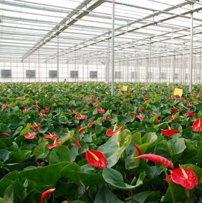 Méthode de culture hydroponique PC Planche de jardin Fleur de soleil Serre pour le Canada