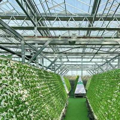Serre à double couche pour la culture de tomates 20GP