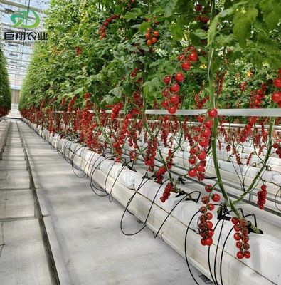 Serre à double couche pour la culture de tomates 20GP