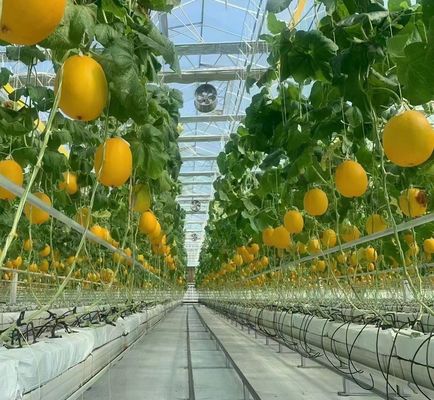 Serre à double couche pour la culture de tomates 20GP