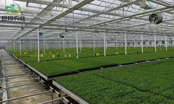 Taille personnalisable et Juxiang prime s structure anti-goutte à goutte de brouillard pour les semis parfait