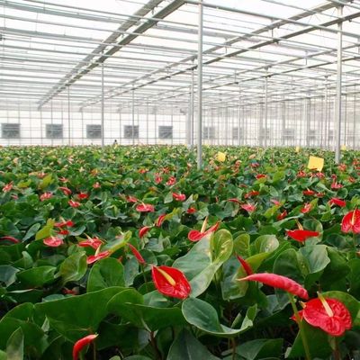 Système de prévention du brouillard de retour de 30 jours pour la production de fleurs dans une serre à toit en arc