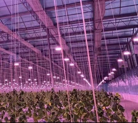 Construction de toits arqués Serre à double arc pour tomates et poivrons en monnaie américaine