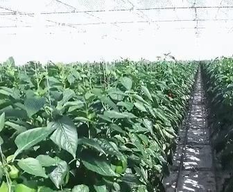 Construction de toits arqués Serre à double arc pour tomates et poivrons en monnaie américaine