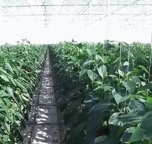Serre à double couche à film Juxiang à simple ou à longue étendue pour la production de fleurs