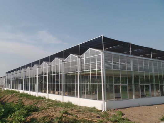 Installation de semis hydroponiques à l'ombre à l'intérieur avec une grande capacité et une culture