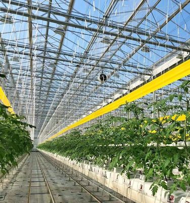 Serre à structure d'acier pour la production de poivre à l'aide de la méthode de culture hydroponique