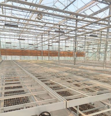 Serre à structure d'acier pour la production de poivre à l'aide de la méthode de culture hydroponique