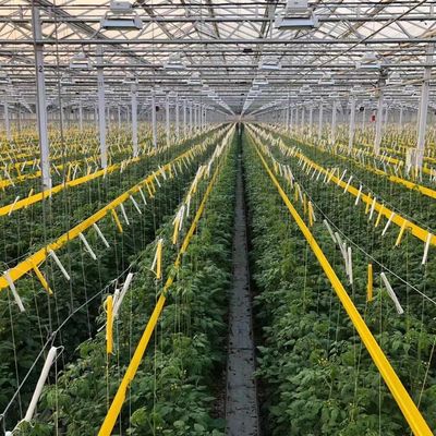 JX-H0068 Serre à technologie antigouttes pour la personnalisation des fleurs et des tomates